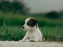 Jack Jack
