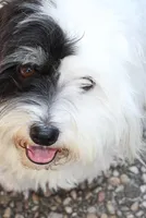 Luna Luna