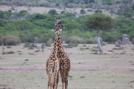 Mara Mara