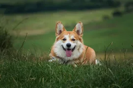 Merlin Merlin