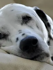 Perdita Perdita