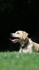 Kira Kira