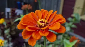 Xenia Xenia