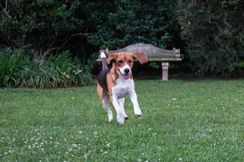 Bella Bella