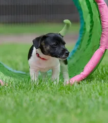 Puppy Puppy