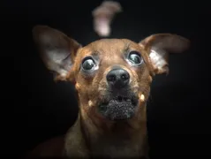Bonita-Hier riechts aber interessant!
