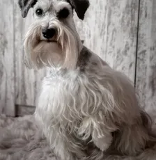 Bimba Bimba