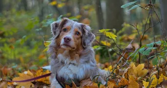 Marley Marley