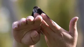 Dero Dero