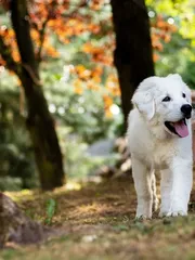 Perdita Perdita