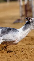 Dani Dani