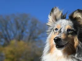 Truko Truko