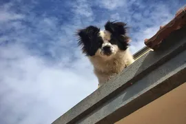 Piyo Piyo