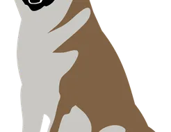 Zapi Zapi