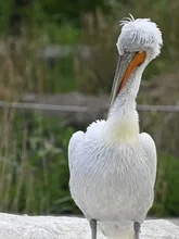 Jumbo Jumbo