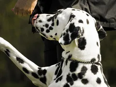 Dala Dala