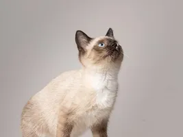 Pipo Pipo
