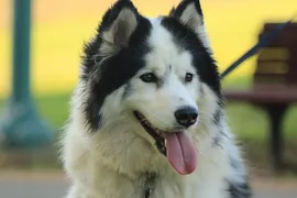 Maliki Maliki