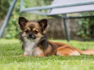 Benson Benson