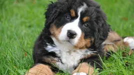Murphy Murphy