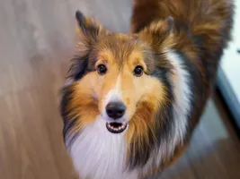 Otto Otto