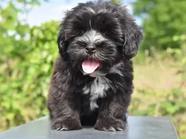 Tina Tina