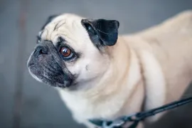Bella Bella