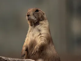 Tara Tara