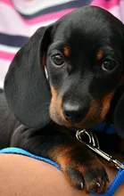 Dani Dani