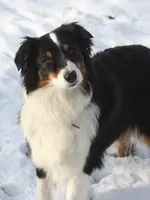 Dasha