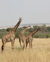 Mara