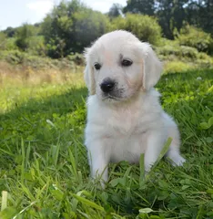 Puppy Puppy