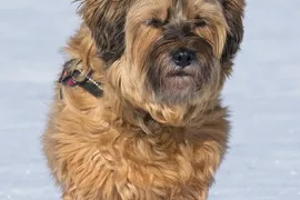 Bella Bella