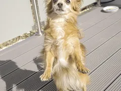 Olesja Olesja