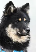 Tina Tina