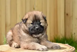 Milo