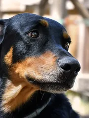 Maizie