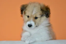 Bella Bella