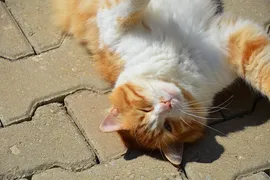 Merlin Merlin
