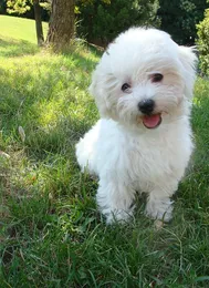Welpe Lucho