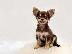 Rambo