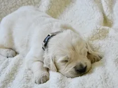 Bella Bella