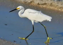 Pete Pete