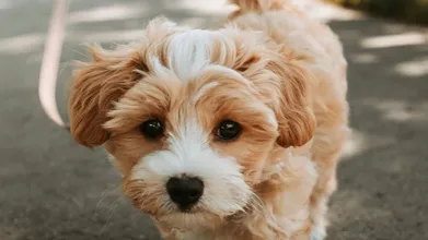 Einstein Einstein