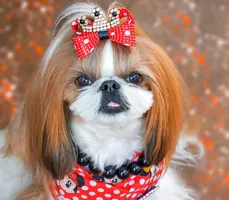 Lola Lola