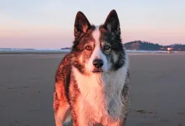 Django Django