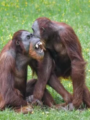 Pongo Pongo