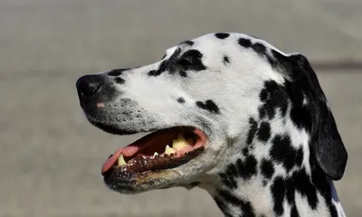 Maja