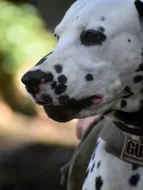 Rambo
