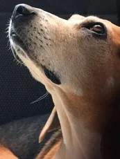 Bimba Bimba